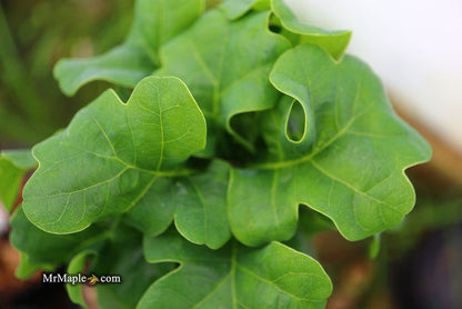 - Quercus robur 'General Pulaski' Dwarf Curly Leaf English Oak - Mr Maple │ Buy Japanese Maple Trees