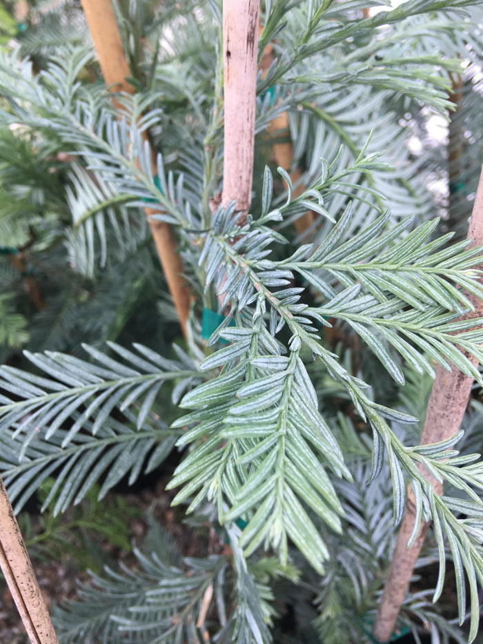 - Sequoia sempervirens 'Filoli' Blue Costal Redwood - Mr Maple │ Buy Japanese Maple Trees