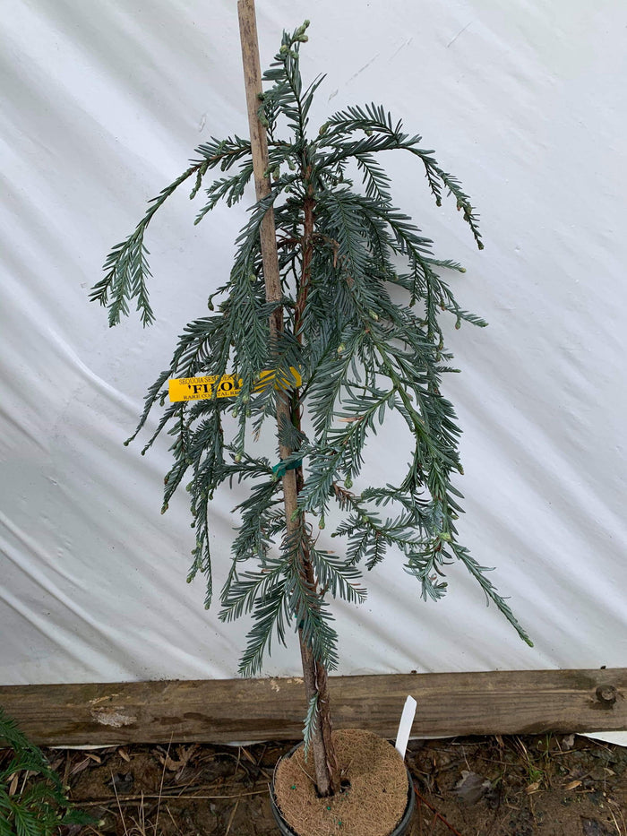 - Sequoia sempervirens 'Filoli' Blue Costal Redwood - Mr Maple │ Buy Japanese Maple Trees