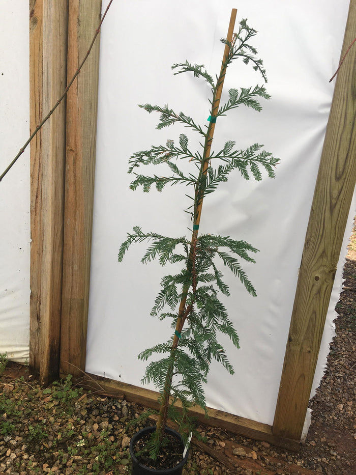 - Sequoia sempervirens 'Simpson Silver' Silver Blue Coastal Redwood - Mr Maple │ Buy Japanese Maple Trees