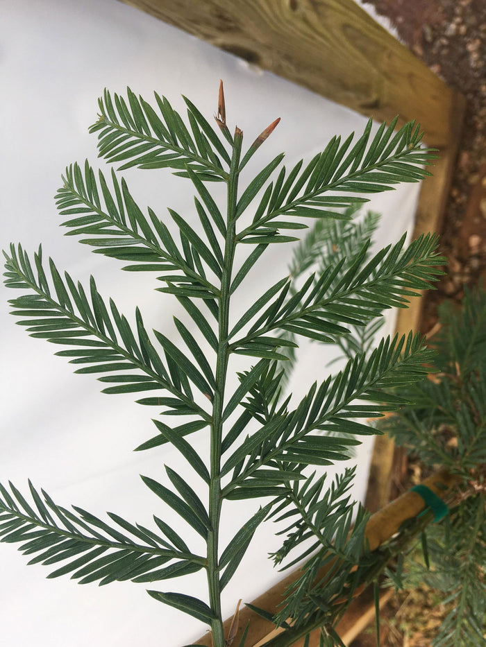 - Sequoia sempervirens 'Simpson Silver' Silver Blue Coastal Redwood - Mr Maple │ Buy Japanese Maple Trees