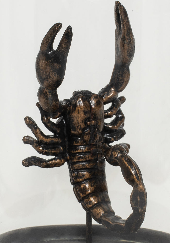 Skara Scorpion In Jar