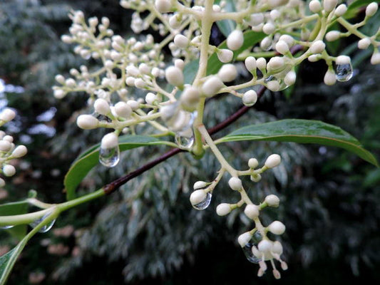 Viburnum henryi Rare Evergreen Flowering Viburnum - Mr Maple │ Buy Japanese Maple Trees