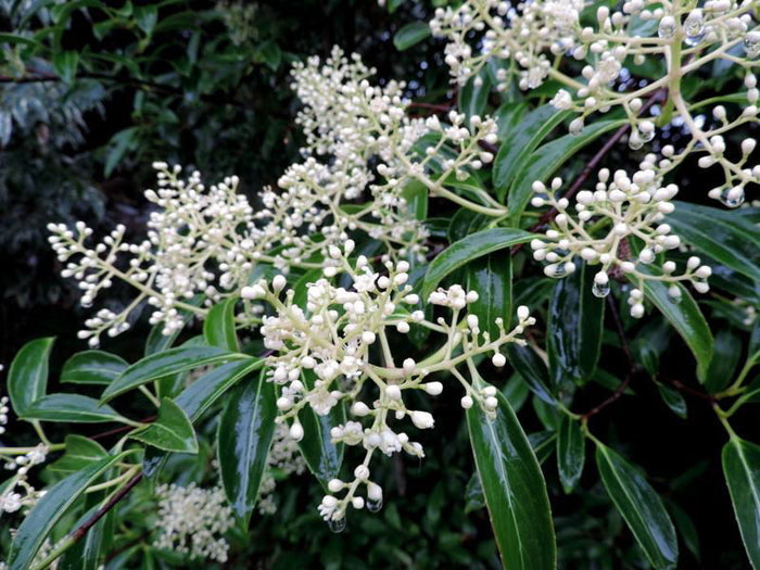 Viburnum henryi Rare Evergreen Flowering Viburnum - Mr Maple │ Buy Japanese Maple Trees