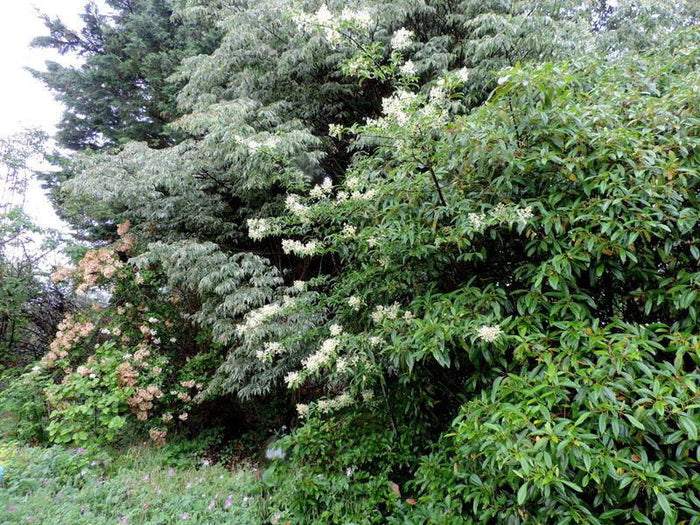 Viburnum henryi Rare Evergreen Flowering Viburnum - Mr Maple │ Buy Japanese Maple Trees