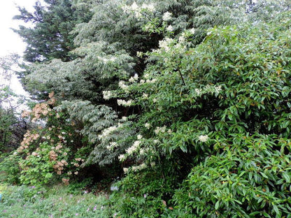 Viburnum henryi Rare Evergreen Flowering Viburnum - Mr Maple │ Buy Japanese Maple Trees
